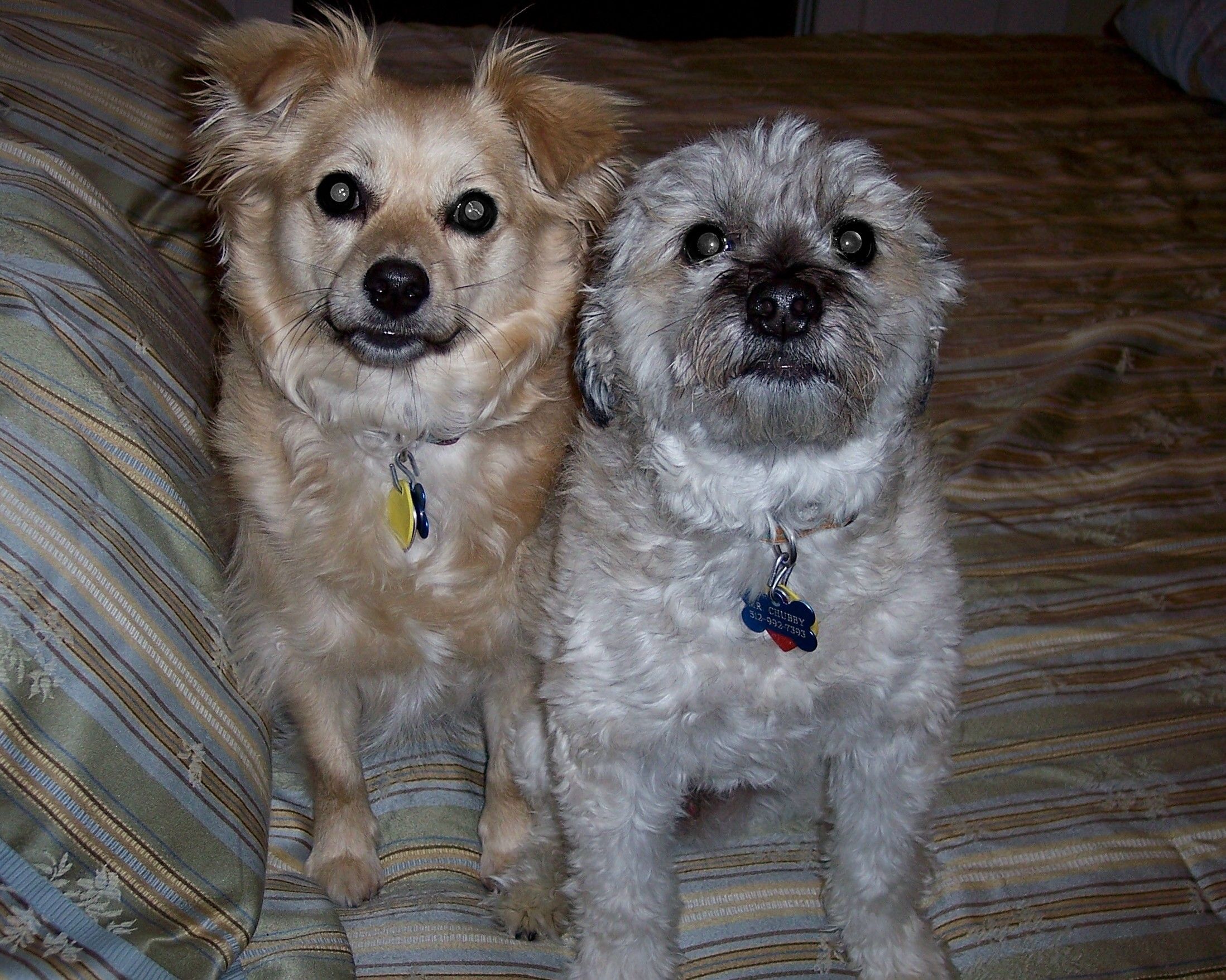Binkie and Chubby, precious! Two dogs that got a fenced in yard and a garage!