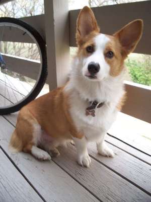 This is Duke, isn't he the cutest Corgie? Duke wants you to adopt a dog or a cat today!